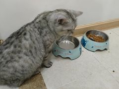 -纳吉亚猫专科动物诊疗中心(蒋宅口分院)