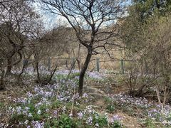 -香山公园