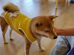 -南京Hallo宠物乐园·哈罗犬舍·柴犬繁育基地