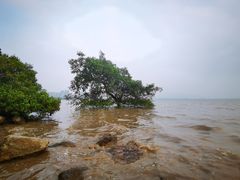 -深圳湾公园(南山区)