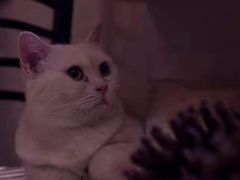 -万小咖.猫咖(中山路天虹店)