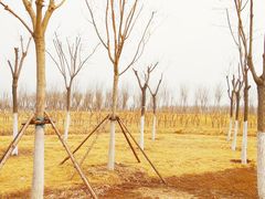 -天津东丽湖风景区