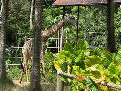 -海南热带野生动植物园