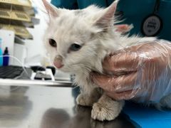 -北京恒爱动物医院(清景园分院)