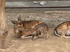 -青藏高原野生动物园