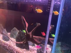 -咕嘟草帽鱼·牛奶一样的鲜鱼汤(包河万达广场创始店)