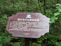 -汤旺河林海奇石景区