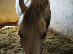 -北京群众马术培训基地