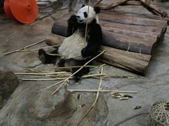 -海南热带野生动植物园