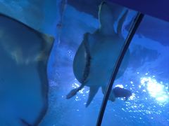 -太平洋海底世界