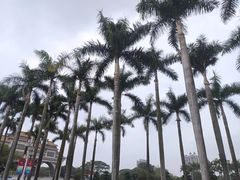 -顺峰山公园