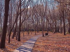 -上海共青森林公园