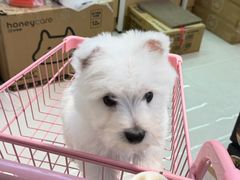 -翊宠yipet猫狗购宠庄园犬舍•猫舍