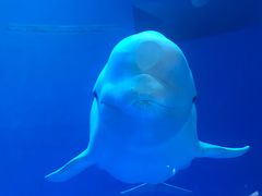 -芜湖新华联大白鲸海洋公园