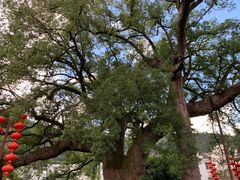 -新安江山水画廊风景区