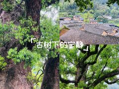-杨家堂村