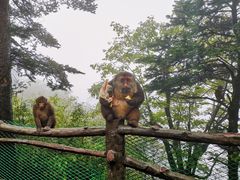 -峨眉山风景名胜区