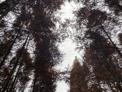 -桤木河湿地公园