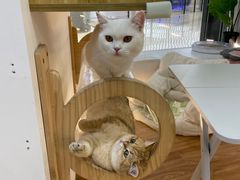 -COLOR PETS 撸猫馆·购猫·猫咖(长风大悦城店)