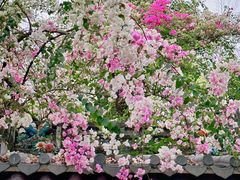 -深圳国际园林花卉博览园