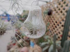 -三圣花乡旅游区