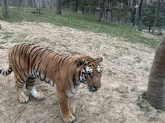 -北京野生动物园