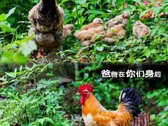 -中国大竹海景区