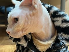 -MOCHA明星猫咖(田子坊店)