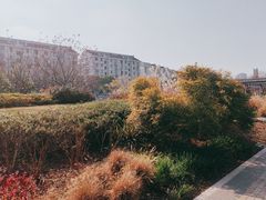 -嘉定紫藤园