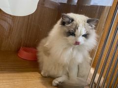 -老吴的猫·猫舍(新区店)