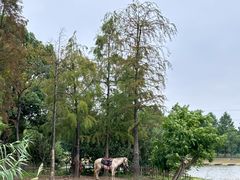 -宁波杭州湾国家湿地公园