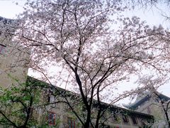 -武汉大学-樱园