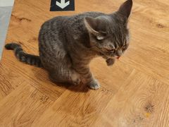 -猫小院猫主题餐厅(三里屯店)