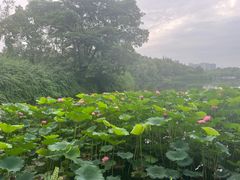 -成都南湖公园