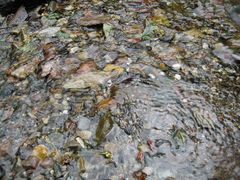 -西岭雪山大飞水景区