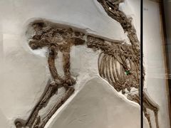 -安徽省地质博物馆