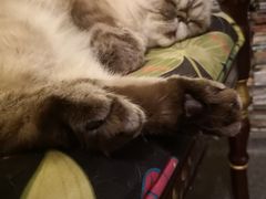 -猫色咖啡·猫咖