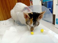 -美联众合动物医院·24h京西诊疗中心