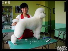 -优缇多格专业宠物美容师培训学校