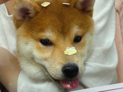 -翊宠yipet猫狗购宠庄园犬舍•猫舍