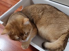 -欣宠猫屋·矮脚拿破仑·蓝金金渐层