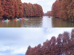 -上海海湾国家森林公园