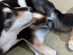 -逗柴咖啡屋·狗咖猫咖宠物桌游