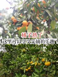 -前小桔亲子创意农场·草莓采摘·露营烧烤