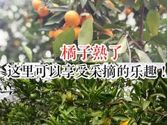 -前小桔亲子创意农场·草莓采摘·露营烧烤