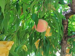 -老袁家蜜桃农场·阳山水蜜桃