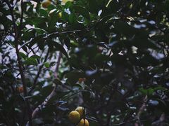 -巴金故居