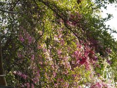 -深圳国际园林花卉博览园