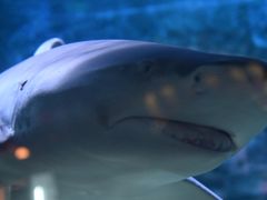 -烟台海昌鲸鲨海洋公园