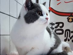-十年猫舍·猫咪专门店(普陀店)